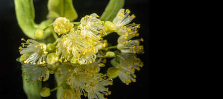 Linden flowers, Heart linden is a national tree from the Czech Republic and Slovakia, and two...