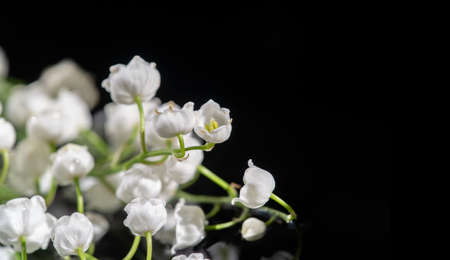 Lilies of the valley. a widely cultivated European plant of the lily family, with broad leaves and arching stems of fragrant, bell-shaped white flowers. Nature flowers photography.の写真素材