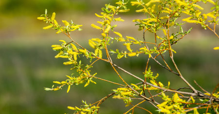 spring buds on trees. Leaves appear on trees in spring. They burst from the buds, in which they have...