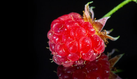 Raspberry is an edible soft fruit, akin to blackberries, consisting of a cluster of reddish-pink...