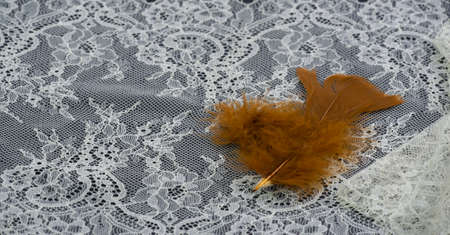 Beige cream lace fabric. It is a soft, elegant, high quality ivory lace fabric, embroidered with cotton on beautiful floral embroidery.の写真素材