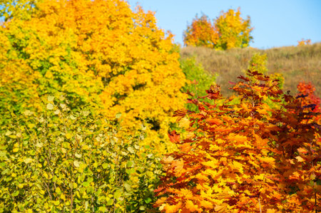 Autumn landscape, deciduous forest. Our autumn photo gallery is full of landscapes showcasing...
