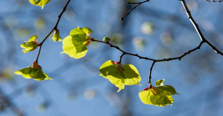 spring buds on trees. Leaves appear on trees in spring. They burst from the buds, in which they have been inactive all winter. Sunlight causes the leaves to bloom.の写真素材