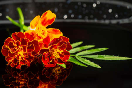 Marigolds Calendula. The common name in English comes from the word Mary gold. are used as companions for growing tomatoes, eggplants, chili peppers, tobacco and potatoes. Texas tarragonの写真素材