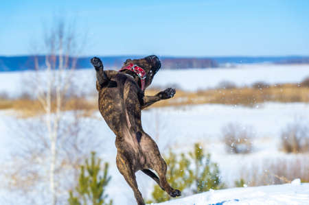 The American Staffordshire Terrier, known to its fans as the AmStaffs, are smart, confident and good-natured companions. Their bravery is well known. Responsibly raised, well socializedの写真素材