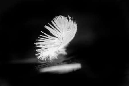 Bird feather. They are sometimes used as high-end bedding, especially pillows, blankets, and mattresses. They are also used as filler for winter clothing and outdoor bedding.の写真素材