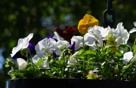 Pansies are colorful flowers with "muzzles". A favorite in cool weather, Pansies Pansies are heart-shaped, overlapping petals, and one of the widest ranges of vibrant, beautiful colors and patternsの写真素材