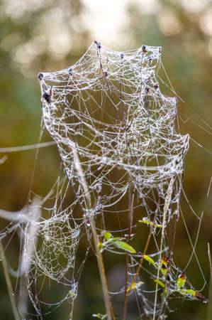 Autumn spider web. Dawn over the river, fog. Drops of morning dew and fog suddenly reveal many hidden cobwebs that were previously almost invisible due to the transparent nature of silkの写真素材
