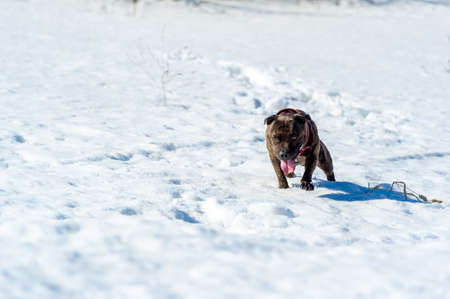 The American Staffordshire Terrier, known to its fans as the AmStaffs, are smart, confident and good-natured companions. Their bravery is well known. Responsibly raised, well socializedの写真素材
