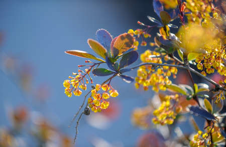 Barberry flowers. Berberis vulgaris. It produces large yields of edible berries rich in vitamin C. The country in which they are used is Iran, where in Persian they are called grains.の写真素材