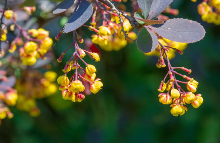 Barberry flowers. Berberis vulgaris. It produces large yields of edible berries rich in vitamin C. The country in which they are used is Iran, where in Persian they are called grains.の写真素材