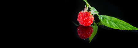 Raspberry is an edible soft fruit, akin to blackberries, consisting of a cluster of reddish-pink drupes. the plant that yields the raspberry, forming tall, stiff, prickly stems.の写真素材