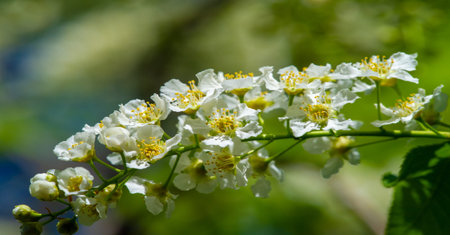 Bird cherry flowers. Amazing aromatic woody taste. In the spring, nectar-loving animals flock to...
