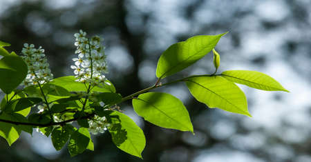 Prunus padus, known as bird cherry, carcass, strawberry or Mayday tree, is a flowering plant in the Rosaceae family. This is a cherry variety. A tree with white fragrant flowersの写真素材