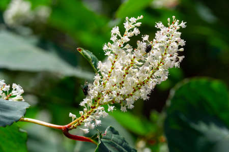 Cletra alnifolia, coastal bell pepper or summer bell pepper. Cletra flowers are small, pink or white, with a slight aroma. We plant a gardenの写真素材