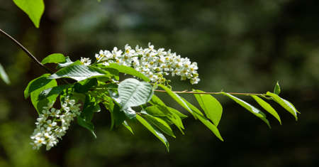 Prunus padus, known as bird cherry, carcass, strawberry or Mayday tree, is a flowering plant in the Rosaceae family. This is a cherry variety. A tree with white fragrant flowersの写真素材