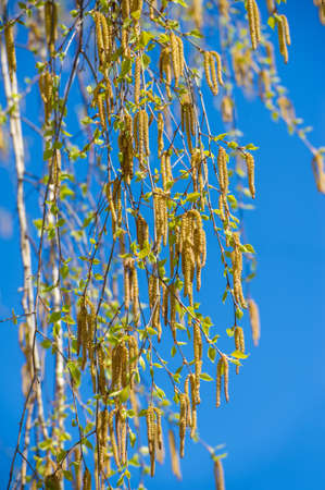 spring buds on trees. Leaves appear on trees in spring. They burst from the buds, in which they have been inactive all winter. Sunlight causes the leaves to bloom.の写真素材