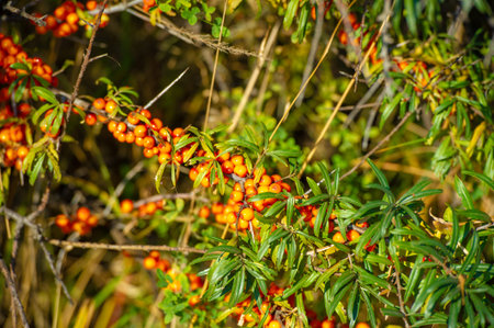 Sea buckthorn is used to treat heart disease, skin conditions, edema (inflammation), and other...