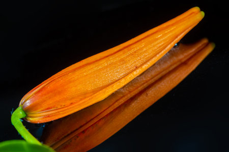 Tiger lily. a tall lily that has orange flowers spotted with black or purple. Roots were a food...