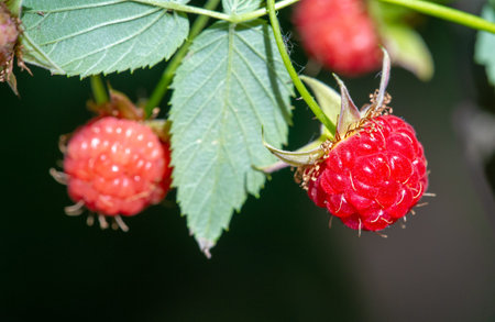 Raspberries. The variety of antioxidant and anti-inflammatory phytonutrients in raspberries is truly...