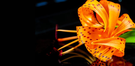 Tiger lily. a tall lily that has orange flowers spotted with black or purple. Roots were a food source for Native Americans, and flowers were nectar for hummingbirds and larger insects.の写真素材