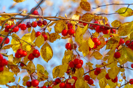 Malus baccata is an Asian apple tree known collectively as Siberian crab and is used to grow bonsai. It has abundant fragrant white flowers and edible red or yellow fruits about 1 cm in diameter.の写真素材