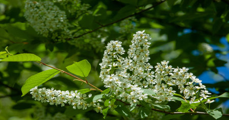 Prunus padus, known as bird cherry, carcass, strawberry or Mayday tree, is a flowering plant in the...