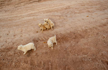 Brood of puppies of a yard dog. Autumn landscape photography, the European part of the Earth.の写真素材