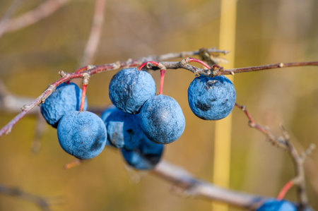 Blue ripe berries on a branch in the autumn. Shallow depth of field.