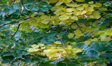 Green leaves of linden tree in autumn, close-upの写真素材