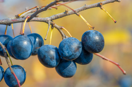 Plums on a branch in the autumn forest. Selective focus.の写真素材