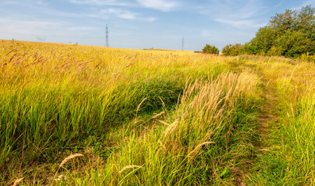 Rural landscape with wheat field on a sunny day in summer.の写真素材