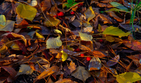Autumn photography, leaves in the fall, At this time of the year the trees seem to come to life,...