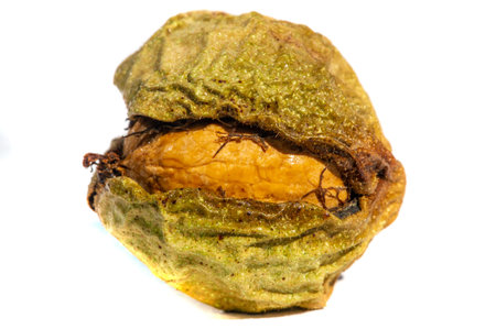 Walnuts are the only liquid that tastes good hot or cold.