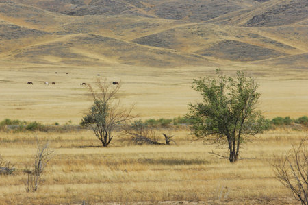 prairie, plain, desert. A breathtaking display of colors as the sun bids farewell to another day in...