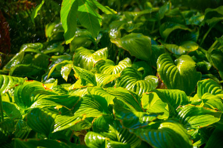Nature's beauty comes alive with summer rain Lush green leaves create a refreshing and vibrant...