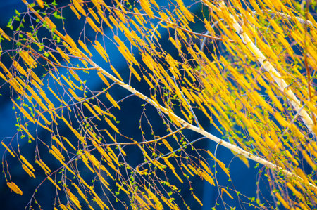 Beautiful view of yellow branches. The arrival of winter and the change of seasons. A sign of...