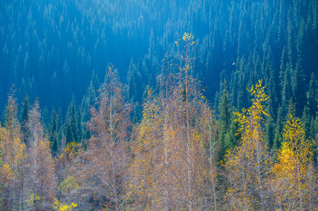 A serene walk among the autumn charm of the Tien Shan! Soak up the tranquility of this mountainside...