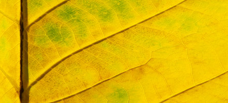 Close up of yellow autumn leaf texture. Abstract background for design.