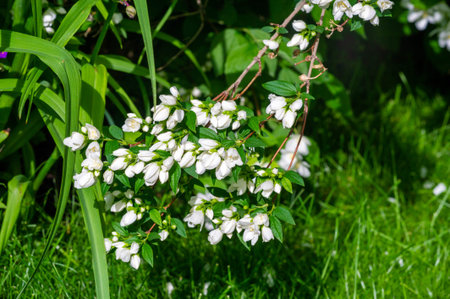 White flowers on a background of green grass.の写真素材
