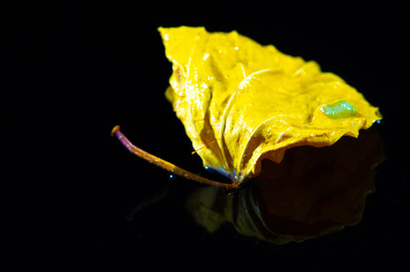 A bright and colorful leaf stands out against a dark background. Dry leaves can be used for tea or...