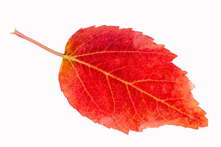 Autumn leaf of Maple Acer ginnala Beautiful red and orange colors in autumn. Commonly found as a...