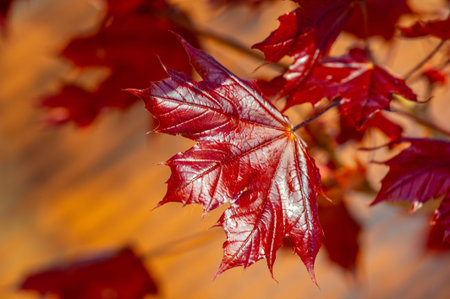 Norway Maple 'Royal Red' Beautiful red fall foliage. Tolerates a variety of soil types and...