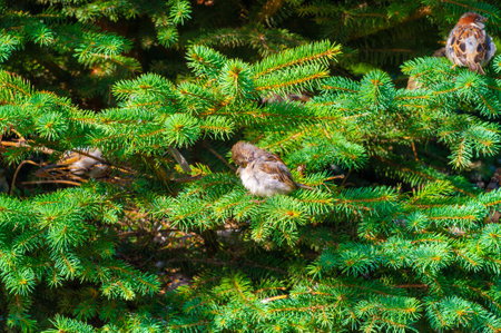 A serene and peaceful picture of nature after a rainstorm. Sparrows sit on the green branches of a tree. A beautiful embodiment of harmony between nature and the season.の写真素材