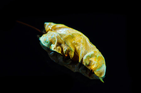 Stunning contrast between the bright yellow leaf and the black background. Ideal for use in graphic design projects or as a standalone highlight. Conveys the natural beauty of the plantの写真素材