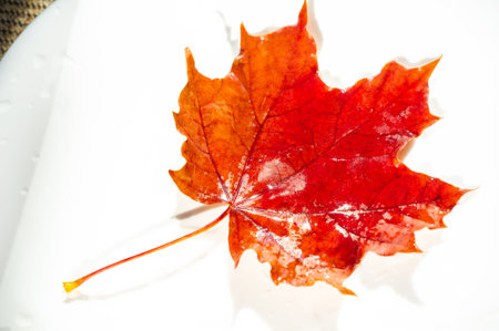 Capture the beauty of autumn up close with macro photography. Explore the intricate details and colors of maple leaves.の写真素材