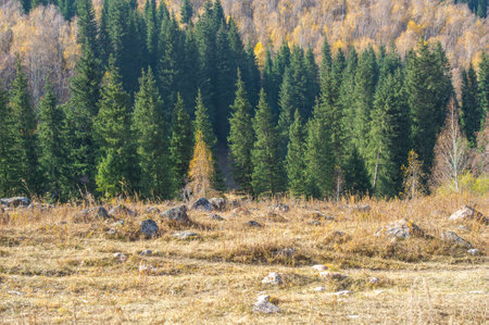 Experience the breathtaking beauty of the Tien Shan fir trees in autumn. Immerse yourself in a kaleidoscope of natureの写真素材