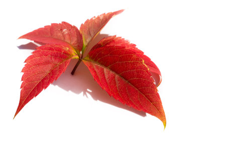 Autumn leaves on a white background. While autumn lasts, I don't have enough hands, a camera and...