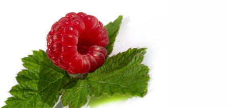 Ripe raspberries with green leaves on a white background.