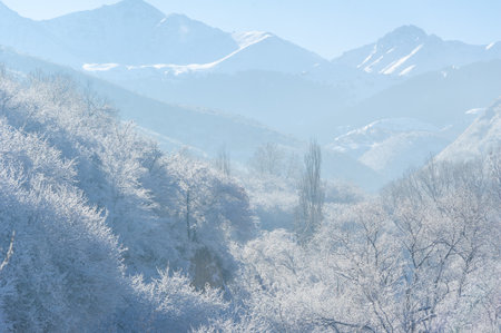Winter landscape with trees covered with hoarfrost and mountains in the backgroundの写真素材